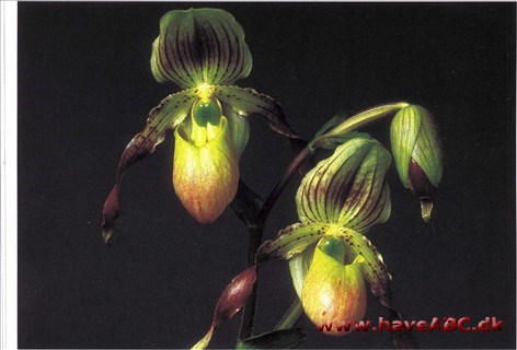 Paphiopedilum Honey