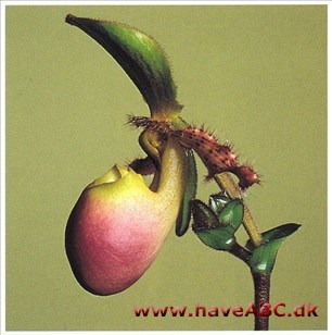 Paphiopedilum Pinocchio Paphiopedilum Pinocchio