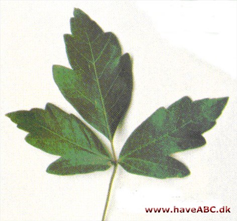 Papirbark løn - Acer griseum