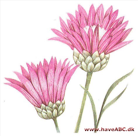 Papirblomst - Xeranthemum annuum Papirblomst - Xeranthemum annuum