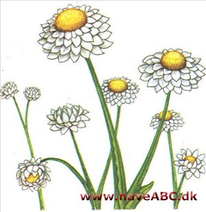 Papirknop - Ammobium alatum Papirknop - Ammobium alatum