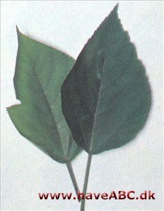 Papirmorbær - Broussonetia papyrifera Papirmorbær - Broussonetia papyrifera