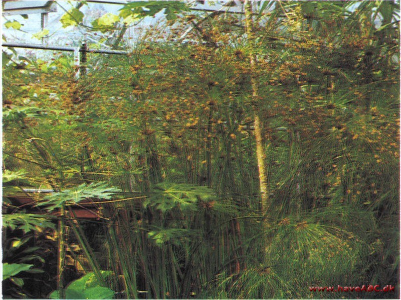 Papyrus - Cyperus papyrus Papyrus - Cyperus papyrus