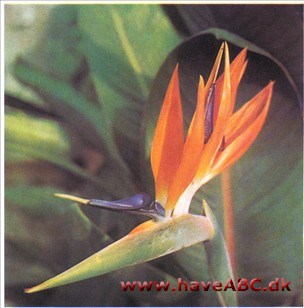 Paradisfugl - Strelitzia reginae 2