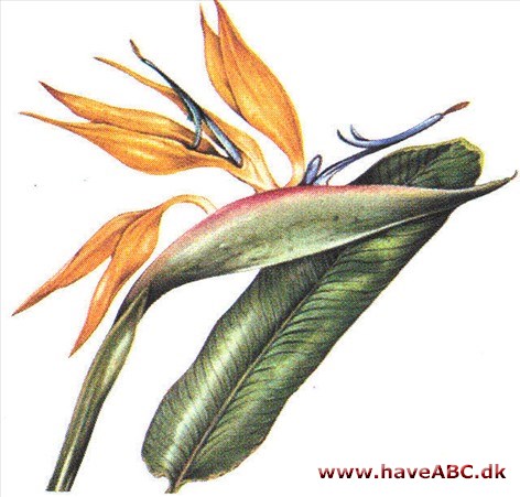 Paradisfugl - Strelitzia reginae