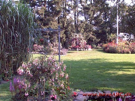 Paradishaven Vi har omkring 1000 alpine planter, 250 rododendron, 2 store staudebede med en espalier imellem. 500 roser, hosta, 700 dahlia, ca. 650 fuchsia, mange primulaer, krydderurter og medicinske planter.