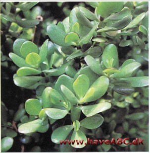 Paradistræ - Crassula portulacea syn. argentea Paradistræ - Crassula portulacea syn. argentea
