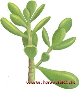 Paradistræ - Crassula portulacea Paradistræ - Crassula portulacea