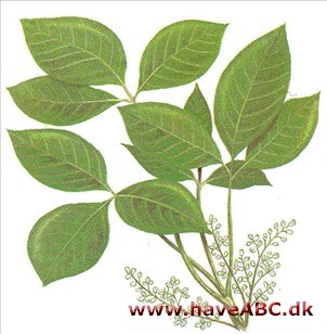 Paragummitræ / Parakautsjuktræ - Hevea brasiliensis Paragummitræ / Parakautsjuktræ - Hevea brasiliensis