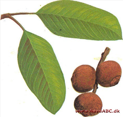 Paranød - Bertholletia excelsa Paranød - Bertholletia excelsa