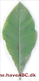 Paraplymagnolie - Magnolia tripetala
