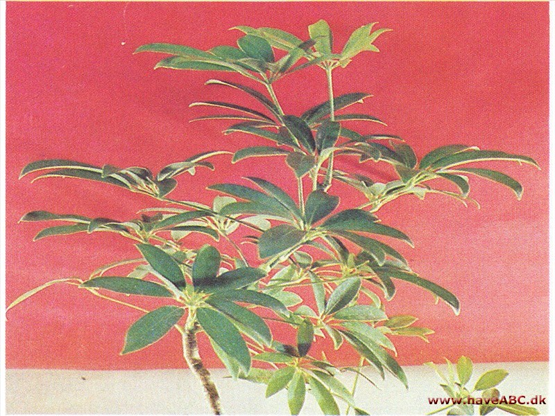 Paraplytræ - Scheffleea actinophylla (syn. Brassaia)