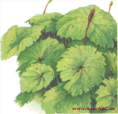 Parasolblad - Astilboides tabullaris Parasolblad - Astilboides tabullaris