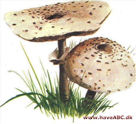 Parasolhat - Lepiota Parasolhat - Lepiota