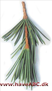 Parasoltræ - Sciadopitys verticillata Parasoltræ - Sciadopitys verticillata