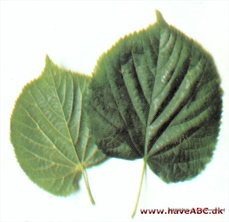 Parklind - Tilia x europaea