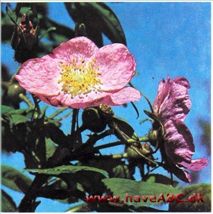 Parkroser - Vildroser, buskroser, rugosa Parkroser - Vildroser, buskroser, rugosa