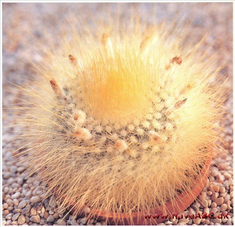 Parodia Parodia