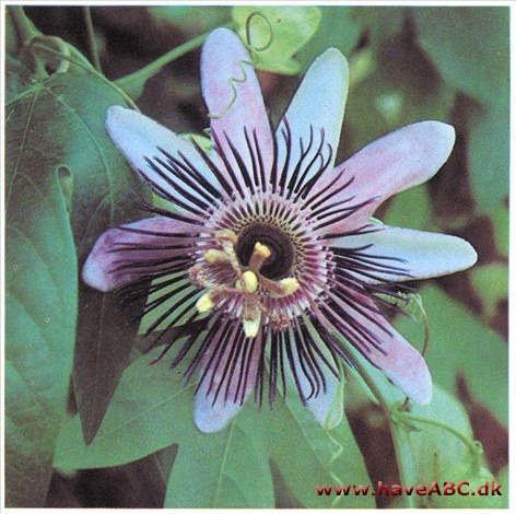 Passionsblomst - Passiflora caerulea