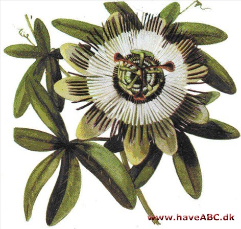Passionsblomst - Passiflora