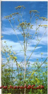 Pastinak - Pastinaca sativa † Pastinak - Pastinaca sativa †