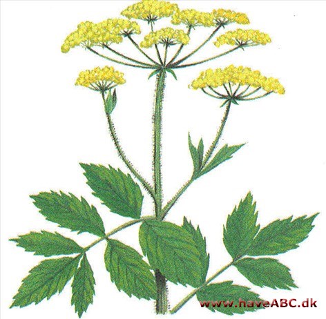 Pastinak - Pastinaca sativa Pastinak - Pastinaca sativa