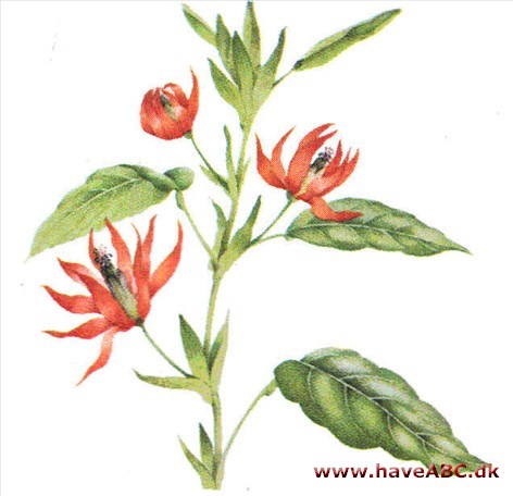 Pavonia - Pavonia multiflora Pavonia - Pavonia multiflora