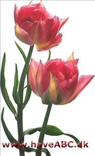 Peach Blossom - Tulipan, Tulipa Peach Blossom - Tulipan, Tulipa