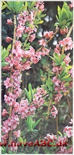 Pebertræ - Daphne mezereum † Pebertræ - Daphne mezereum †
