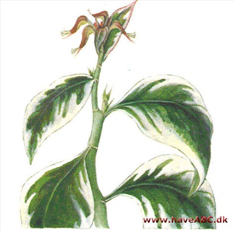 Pedilanthus - Pedilanthus tithymaloides