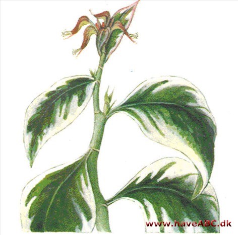 Pedilanthus - Pedilanthus tithymaloides Pedilanthus - Pedilanthus tithymaloides