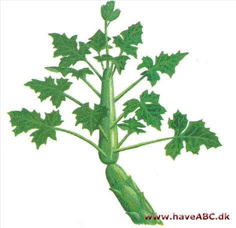 Pegefinger - Senecio articulatus Pegefinger - Senecio articulatus
