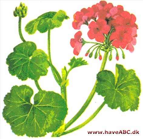 Pelargonie - Pelargonium Pelargonie - Pelargonium