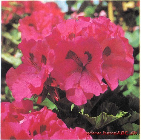 Pelargonie, Rullekoneplante - Pelargonium Pelargonie, Rullekoneplante - Pelargonium