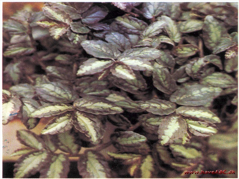 Pellionia pulchra Pellionia pulchra
