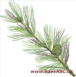 Penselfyr - Pinus parviflora