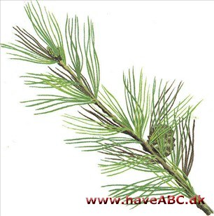 Penselfyr - Pinus parviflora Penselfyr - Pinus parviflora
