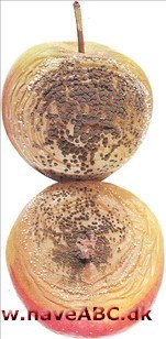 Penselskimmel Penselskimmel