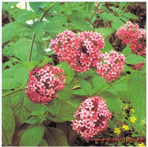 Pentas lanceolata (syn. carnea)