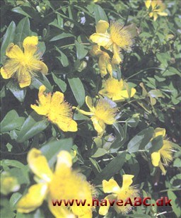 Perikon, storblomstret - Hypericum calycinum Perikon, storblomstret - Hypericum calycinum