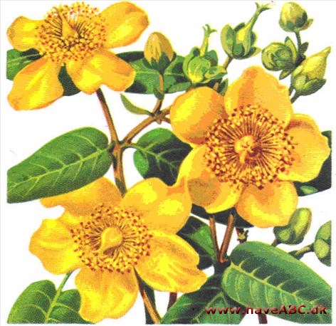 Perikum - Hypericum Perikum - Hypericum