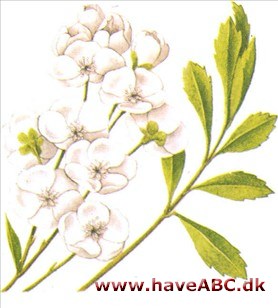 Perlebusk - Exochorda Perlebusk - Exochorda