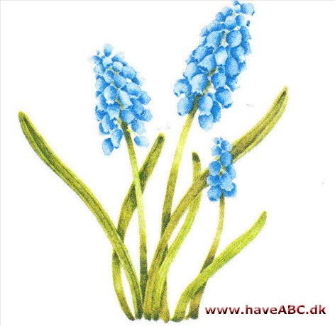 Perlehyacint - Muscari