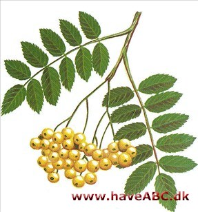 Perlerøn - Sorbus koehneana