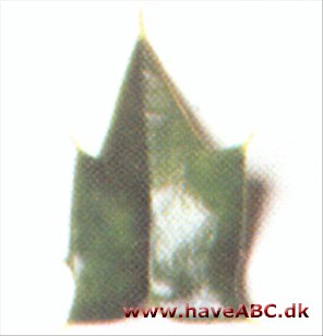 Pernys kristtorn - Ilex pernyi Pernys kristtorn - Ilex pernyi