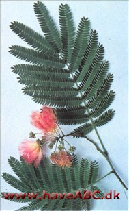 Persisk akacie, Silketræ - Albizzia julibrissin