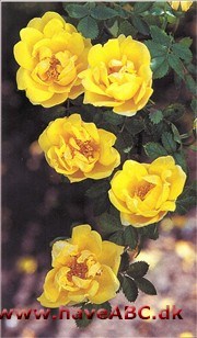 Rosa foetida persiana. Forælder til mange moderne roser med gult indslag. Kan uden overdri­velse siges at have spillet en central rolle i de gule rosers udvikling, men samtidig ...