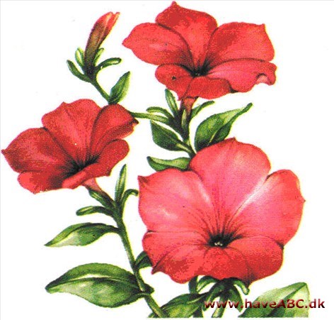 Petunie - Petunia Petunie - Petunia