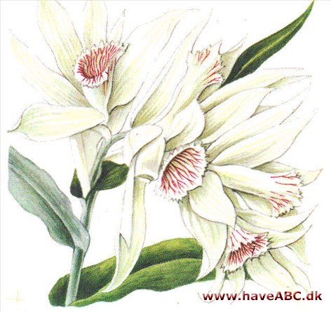 Phaius - Phaius Phaius - Phaius