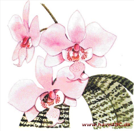 Phalaenopsis - Phalaenopsis